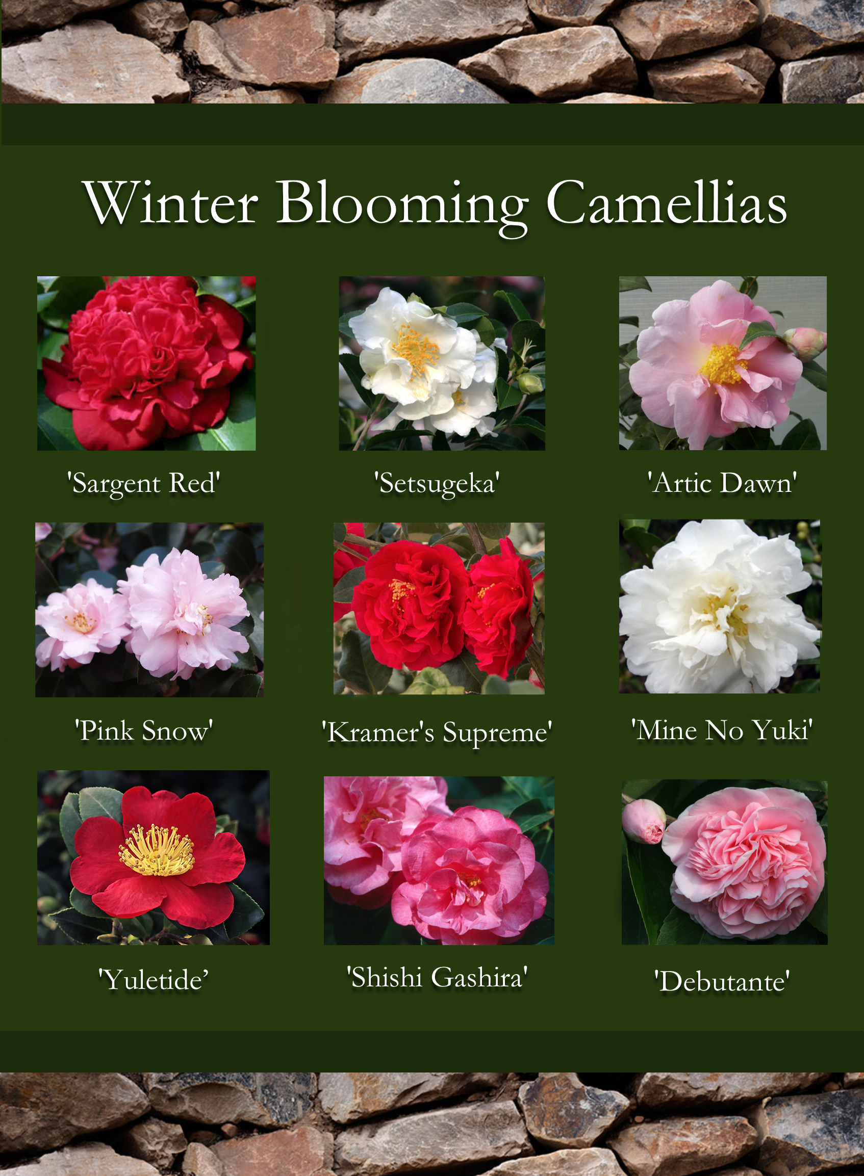 Charming Camellias Fall and Winter Varietals