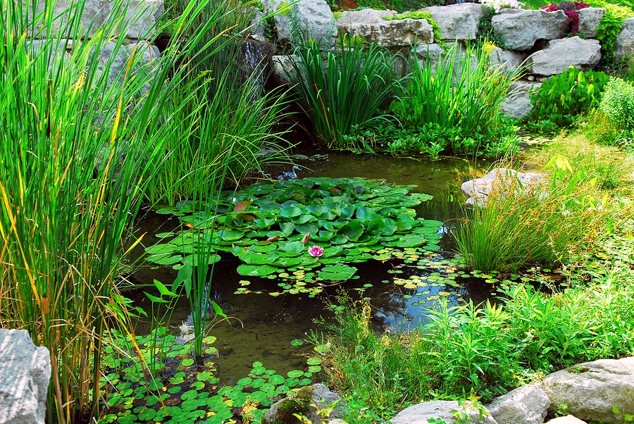 3 Pond Plants That Keep The Water Clear